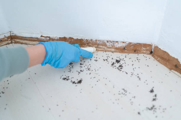 Best Commercial Pest Control Services  in Brackenridge, PA